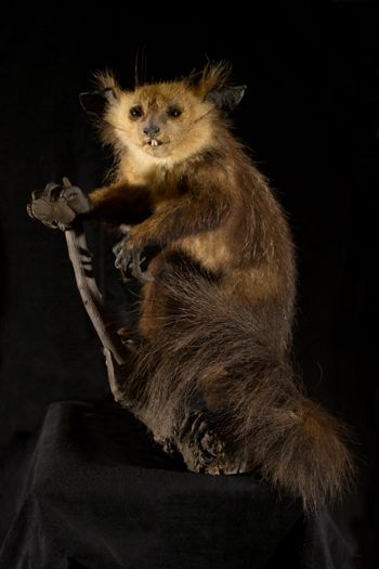 Media type: image;   Mammalogy 14647